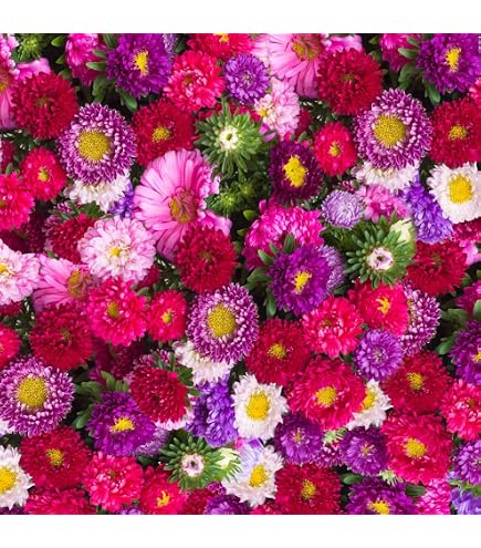 250+ RED CHINA ASTER Flower Seeds (Callistephus Chinensis) - Grow Vibrant Cut Flowers! Flat Rate S/H