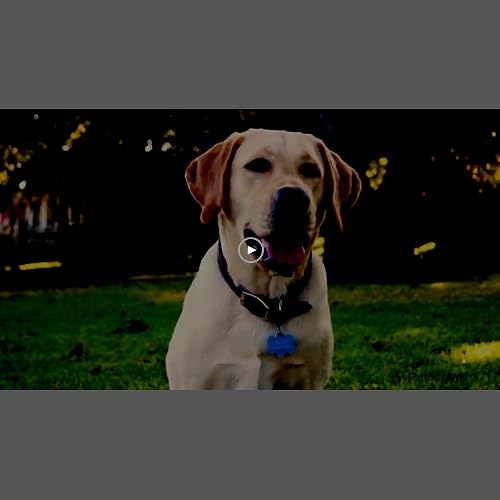 dog gone tennis ball blaster