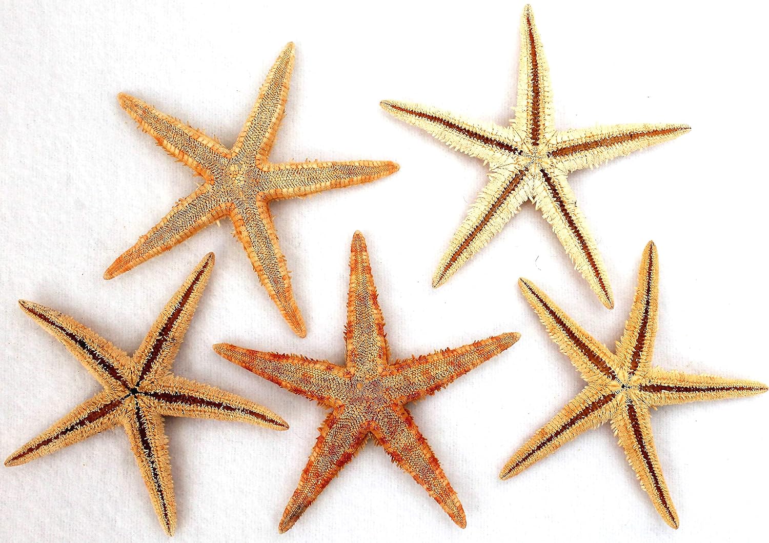 Get Zeigen sie mir ein bild von einem seestern For Free