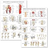 Palace Learning 2 Pack - Anatomy and Injuries of The Knee & Hip Poster Set - Anatomical Chart Set - Laminated 18" x 24"