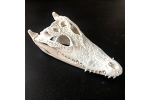 CLLOEAT Wholesale 1/2/3/5/10 pcs Taxidermy Real Animals Skulls, Real Bones Specimen, Supplies Art Bone Vet Medicine 1:1 Animal Bones (1pc,Aligator Skull)