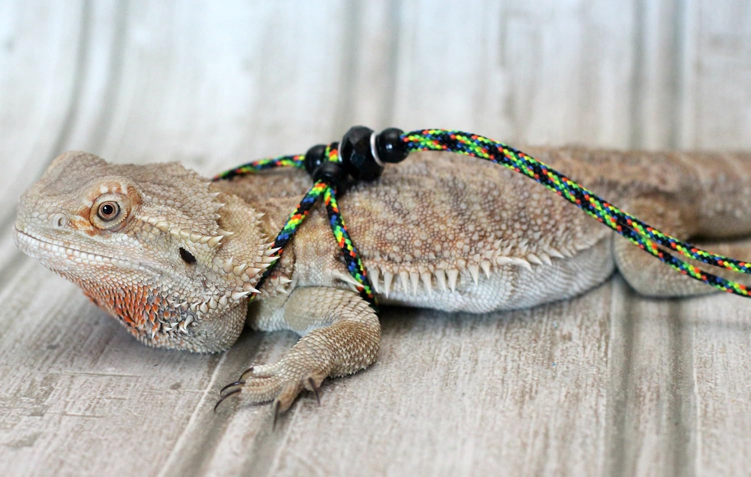 juvenile bearded dragon leash
