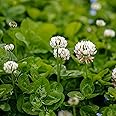 Outsidepride Perennial White Dutch Clover Seed - 1 lbs. Nitrocoated, Inoculated Clover Seeds for Lawn Alternative, Erosion Control, Food Plots, Ground Cover, & Pasture Mixtures in USDA Zones 3-10