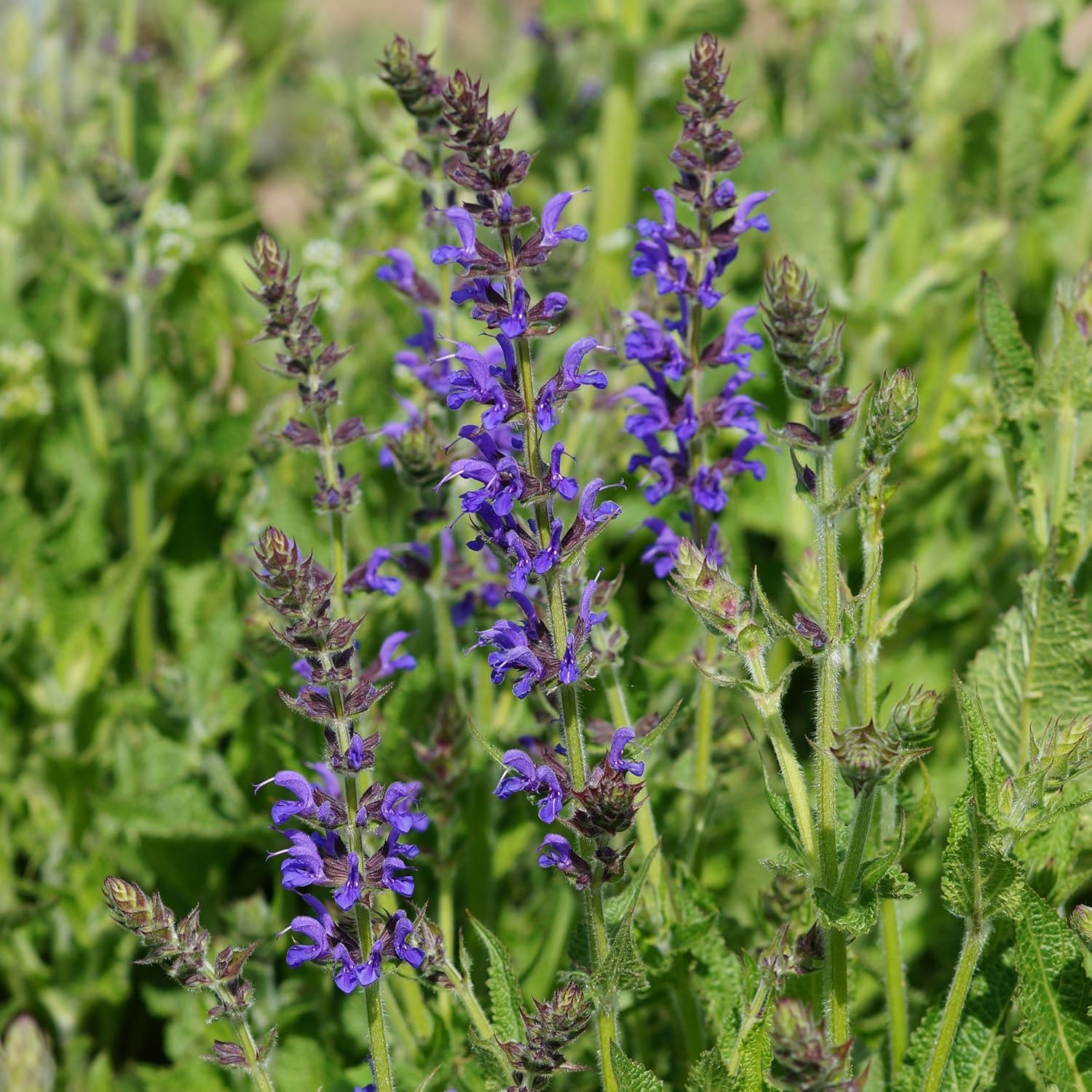 Salvia nemorosa 'Rügen' SommerGartensalbei, BlütenSalbei, im 0,5