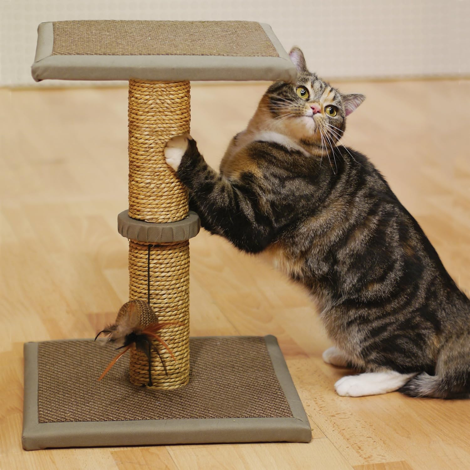 pet scratching post