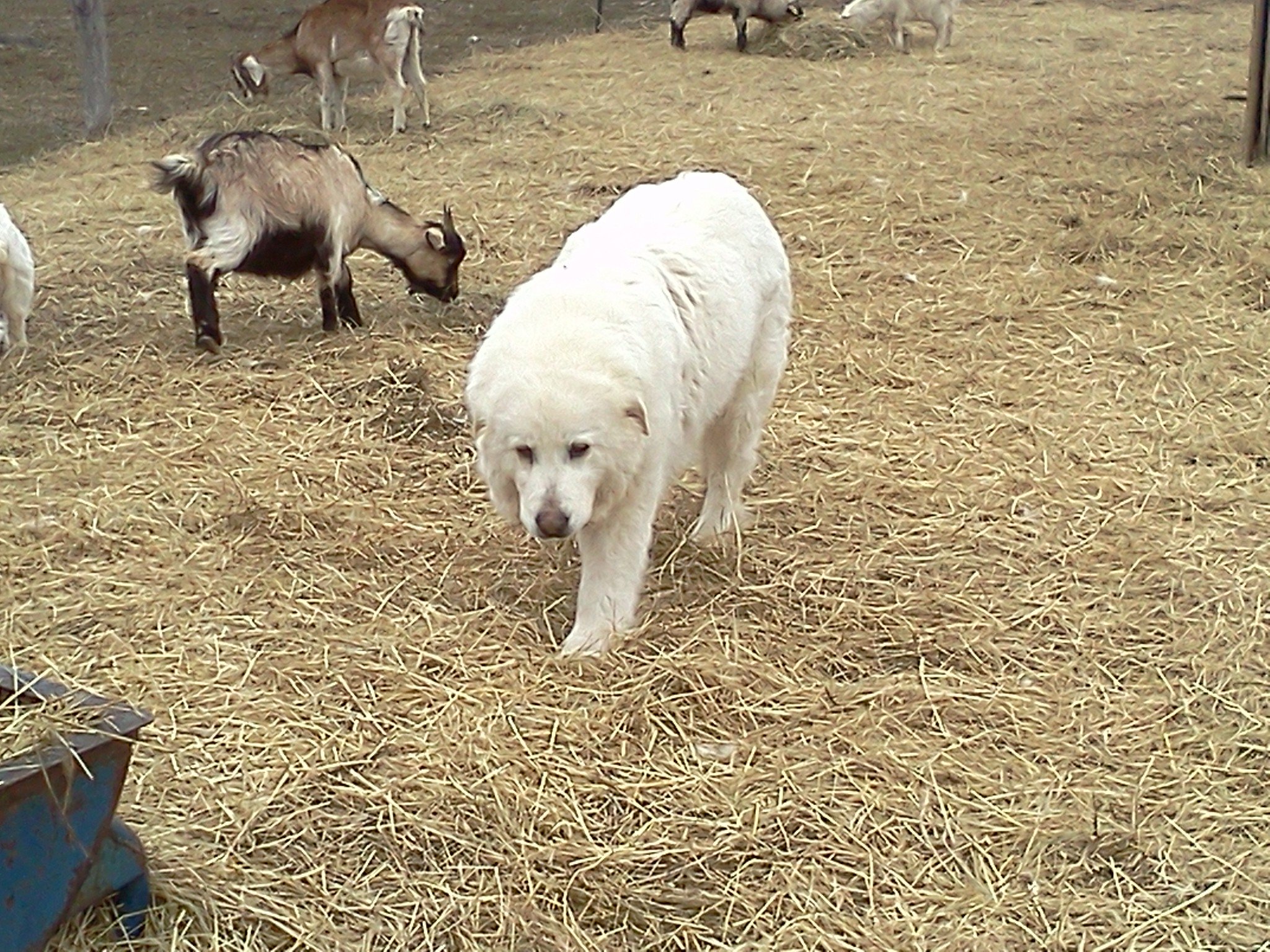 livestock guardian dogs
