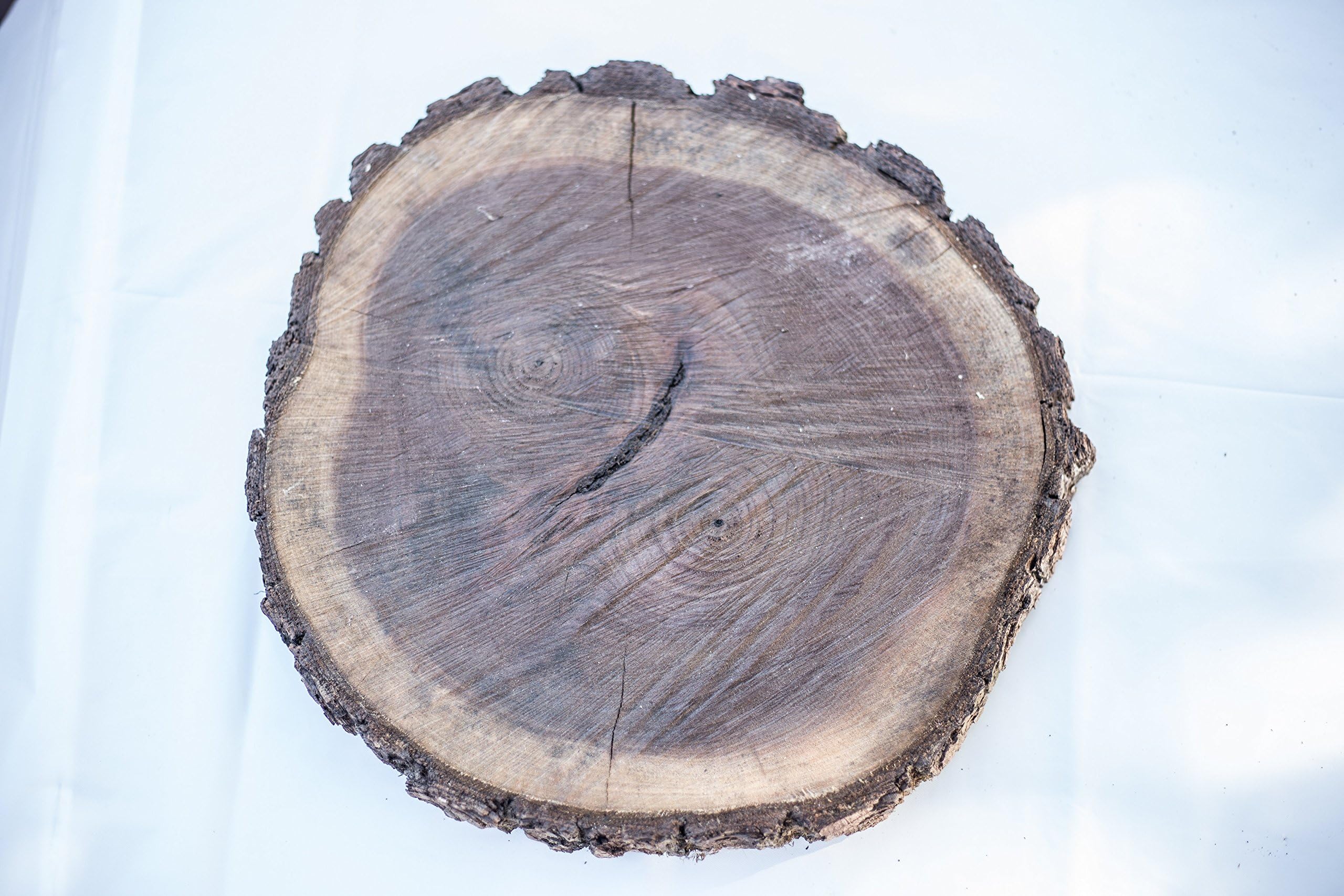 Walnut Wood Cookie