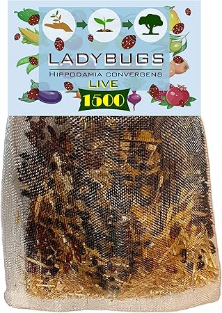 comprar mariquitas amazon