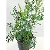 botanica las americas ruda rue Full Plant with Root, GREEN