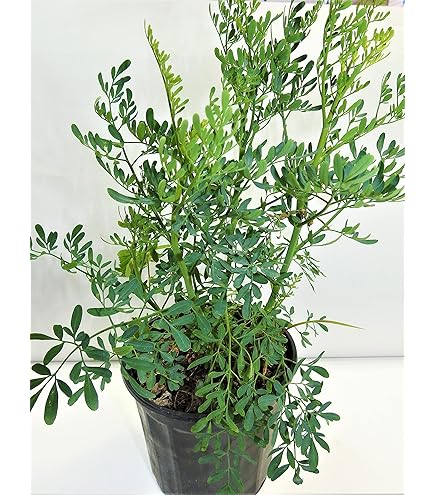 plant straws Plantstraws Medium  KOLEKTO Concept Store