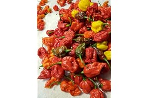 BOHICA PEPPER HUT Fresh Super Hot Peppers - Mixed Box: Carolina Reapers, Ghost, Scorpion, ETC.