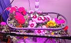 AeroGarden 9-Pod Mountain Meadows Flower Seed Kit – Pink & Yellow Blooms (2-Pack)