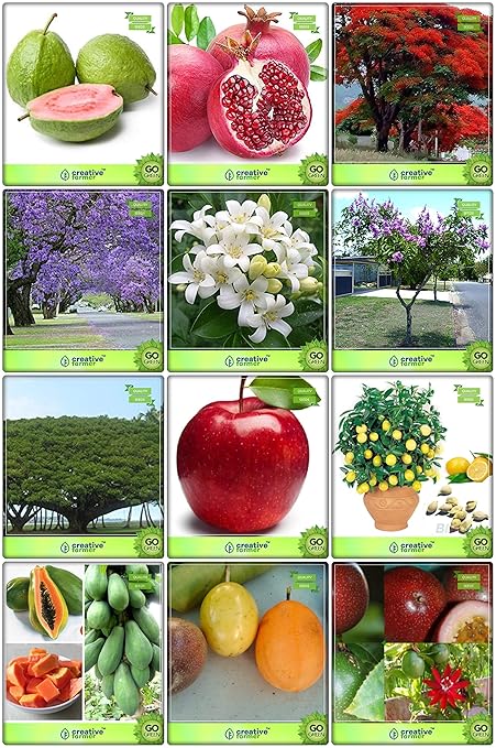 Creative Farmer All Season Seeds Combo Fruit & Tree Seeds : Jacaranda Mimosafolia, Gulmohar, Orange Jasmine, Pride Of India, French Tamarind, Psidium Guava, Pomagranate, Apple, Citrus Seeds, Papaya, Passion Fruit - Yellow, Passion Fruit - Violet Fruit Seeds For Home Garden