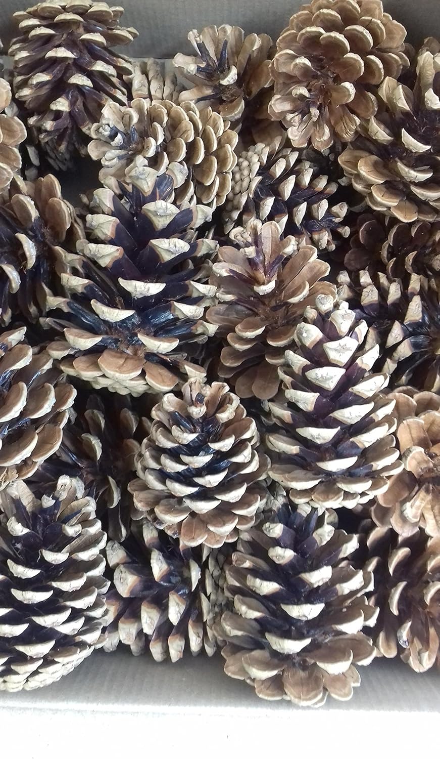 FloristryWarehouse Pine Cones 47cm 1Kg (x 45) Dried Natural Amazon.co