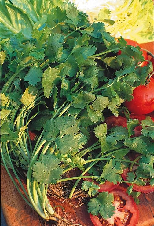 Just Seed Saatgut, Koriander Freizeit???Koriander (Gattung) sativum Freizeit '? 100?Samen klein Pack