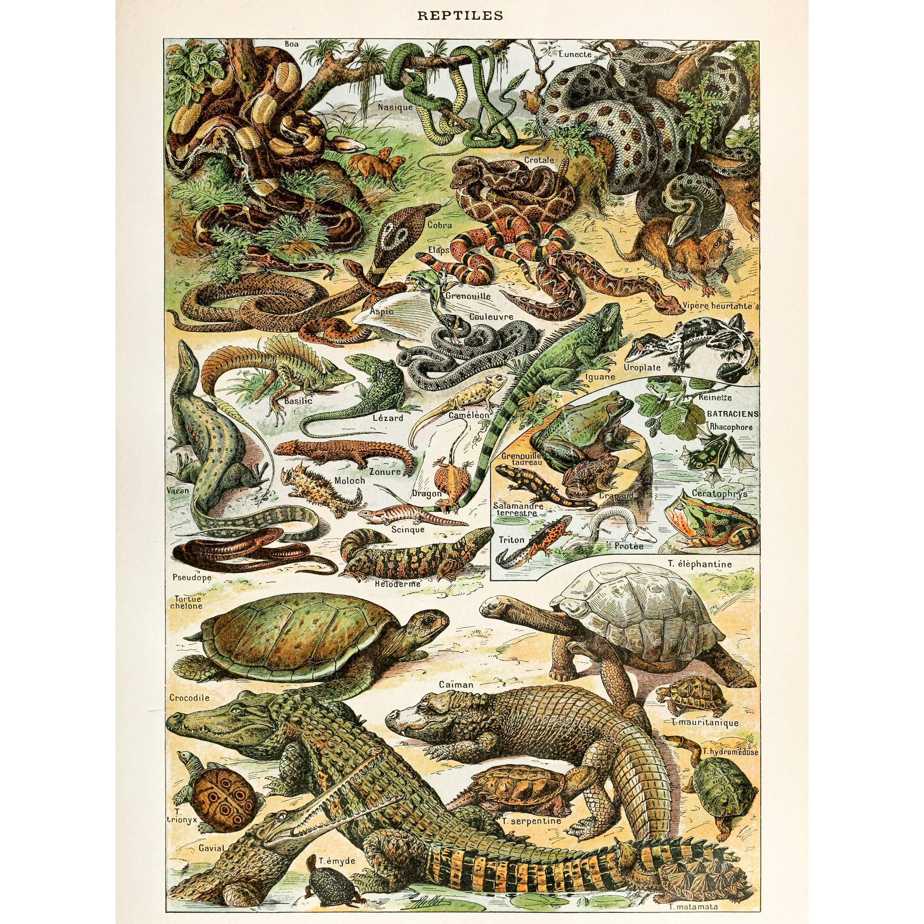 Artery8 Millot Encyclopedia Page Reptiles Snake Tortoise Large Wall Art Poster Print Thick Paper 18X24 Inch