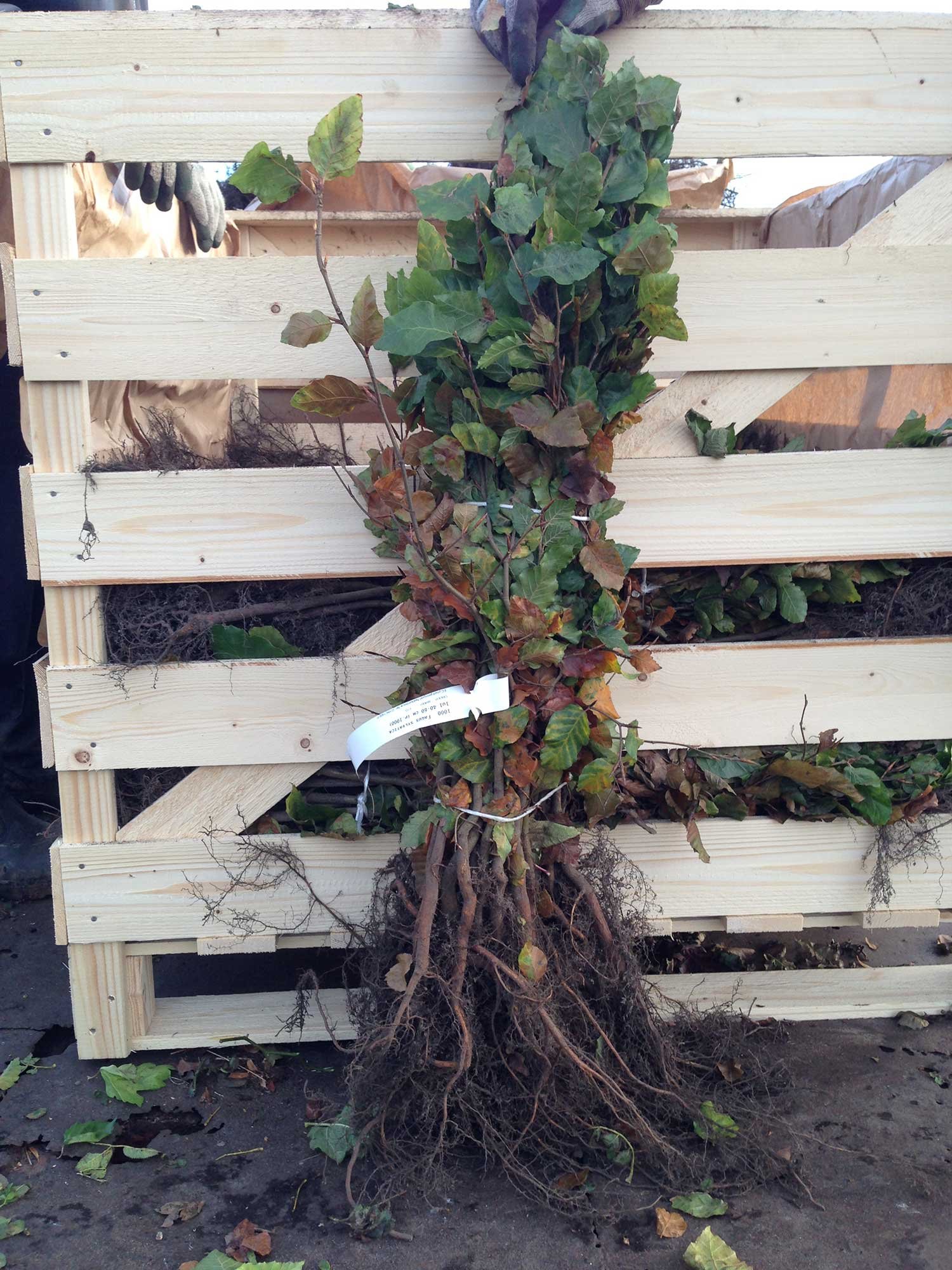 30 Green Beech Hedging Plants Approx 2ft, Fagus sylvatica - Grade A Stock