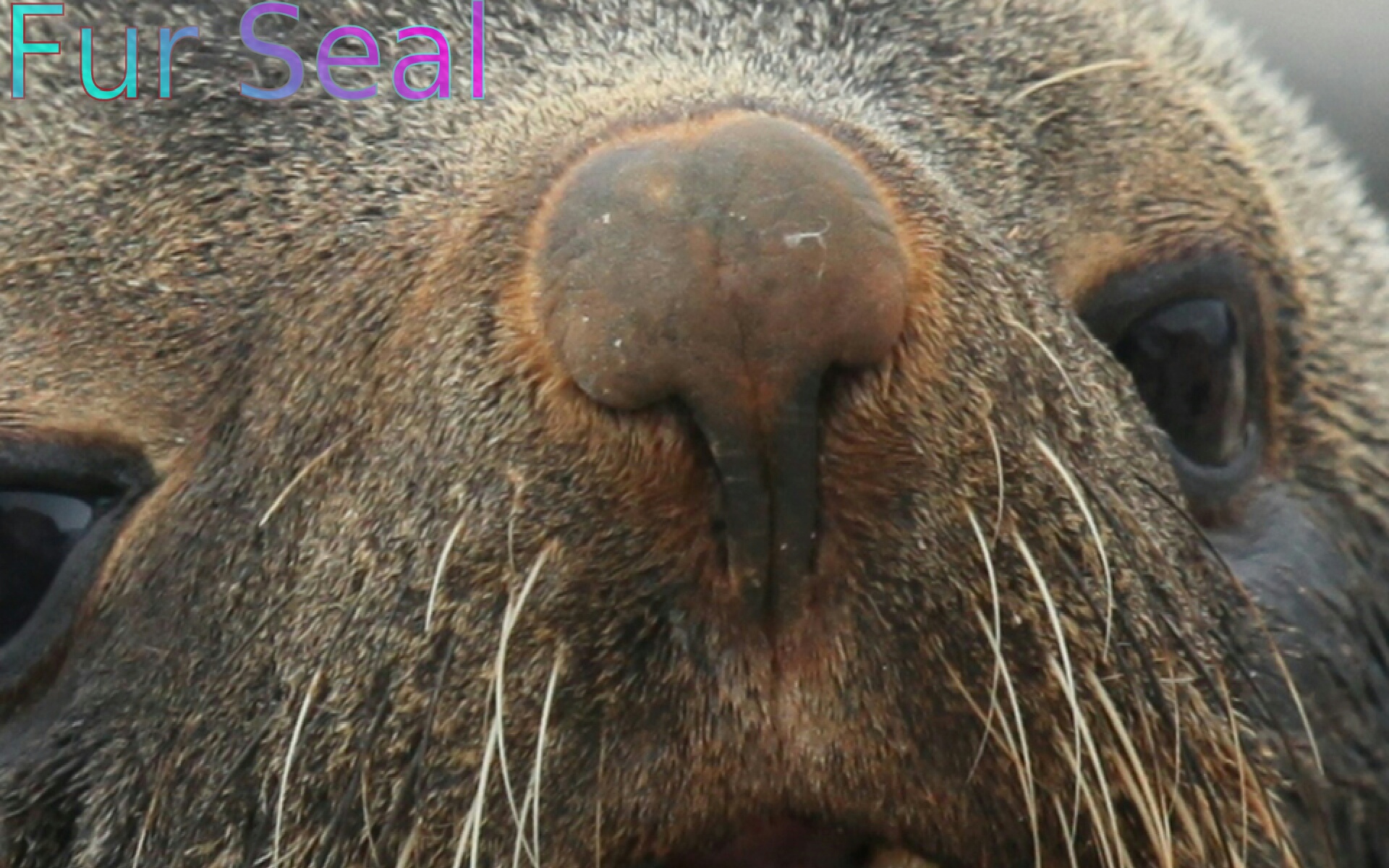 Animal NosesAmazon.co.ukAppstore for Android