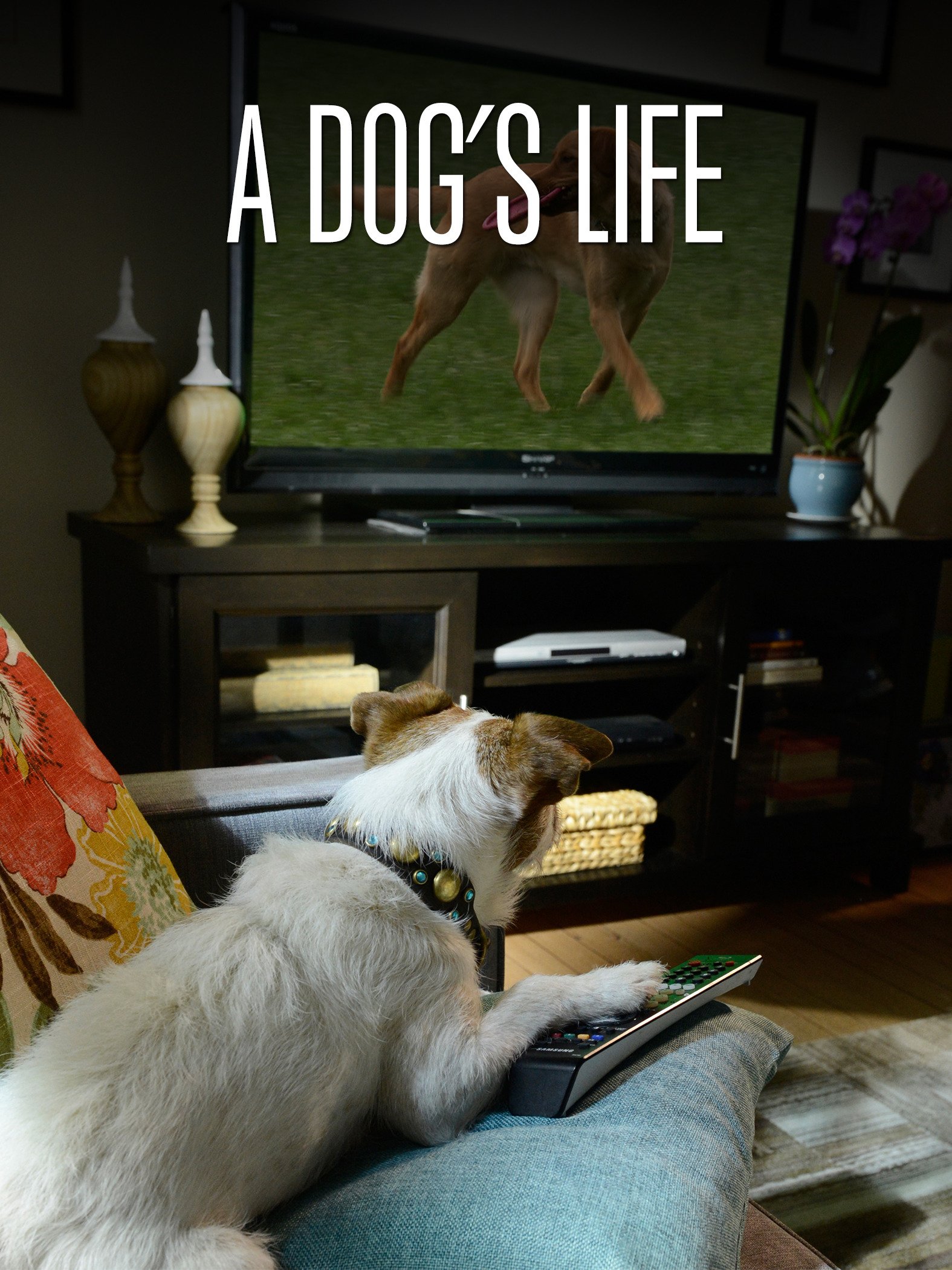 dog tv amazon