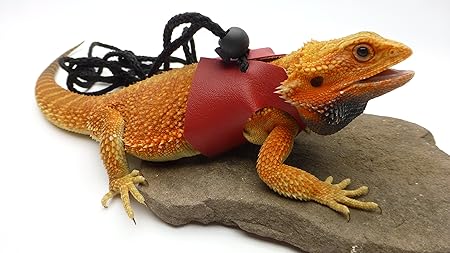 red lizard pet