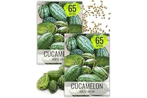 Seed Needs Cucamelon Seeds for Planting Mexican Sour Gherkin Miniature Mouse Melons - Non-GMO Heirloom & Untreated - Grow a Home Grown Indoor Outdoor Vegetable Garden (2 Packs)