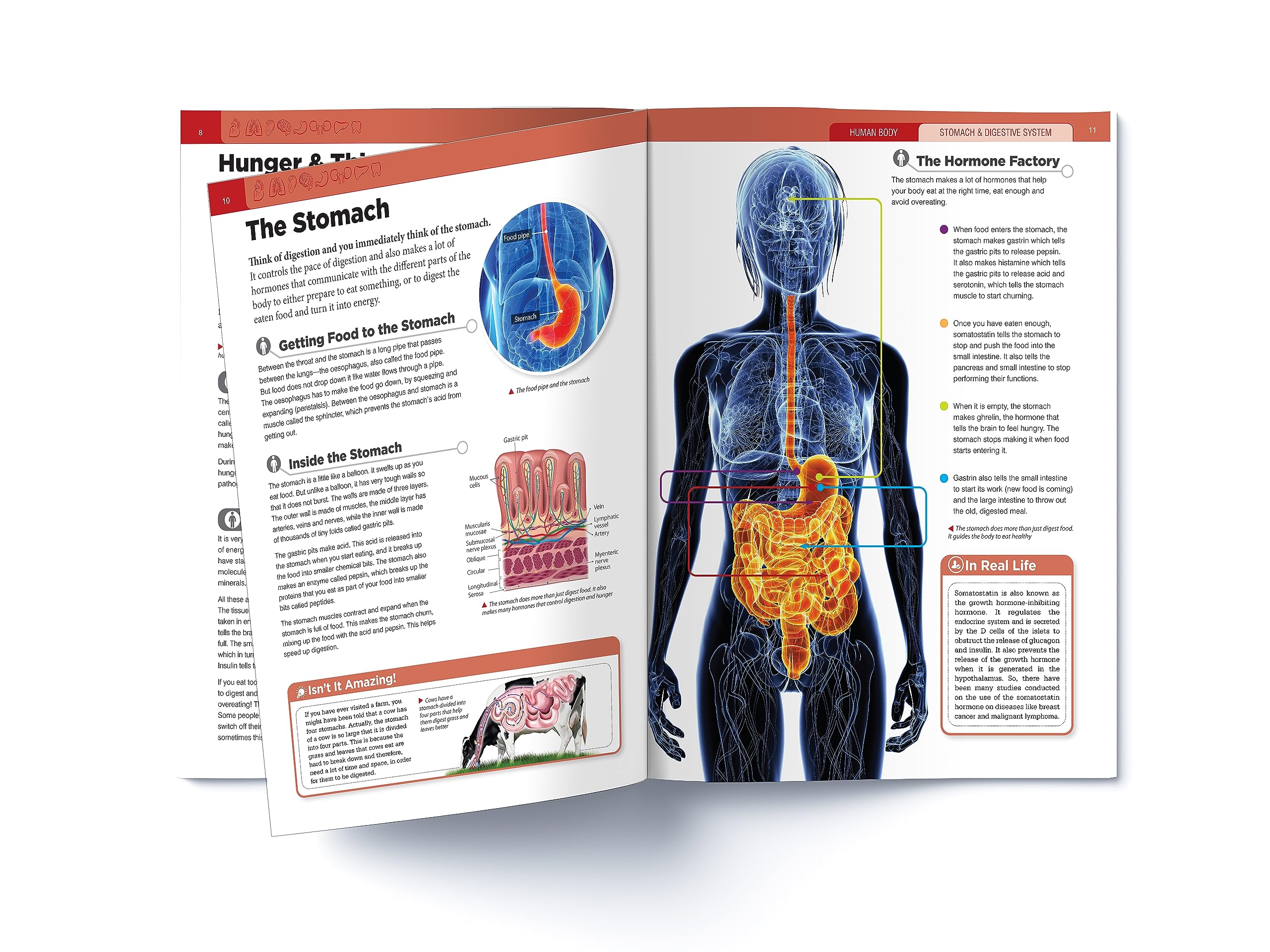 Body Knowledge Mua Knowledge Encyclopedia: Human Body (Knowledge Encyclopedia For ...