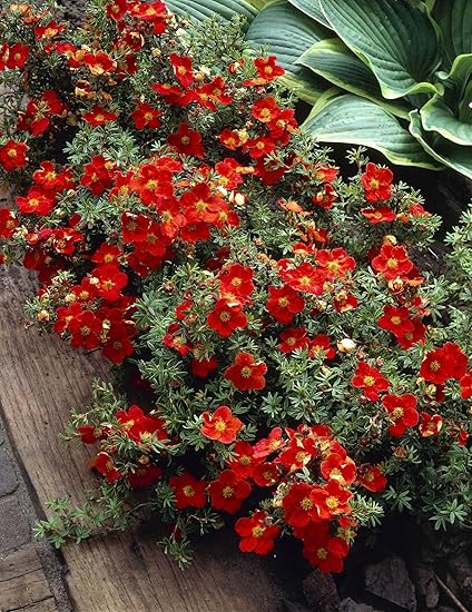 Fünffingerstrauch Red Ace® rot blühend. 3 Sträucher - zu dem Artikel