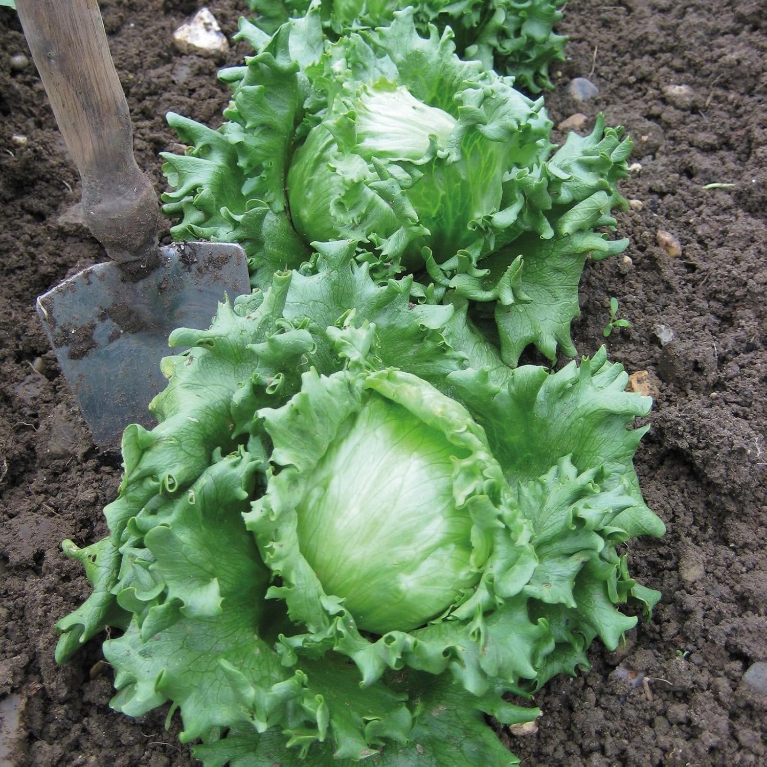 300 + HANSON mejorada Crisphead LECHUGA USSeeds ensalada orgánica ...