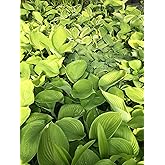6 Pack Mixed Hosta Bare Root Variety Pack &ndash; 1000's Sold &ndash; Shade Loving Perennials with Lush Green Foliage &ndash; Easy to Grow &amp; Ships Fresh - Low Maintenance