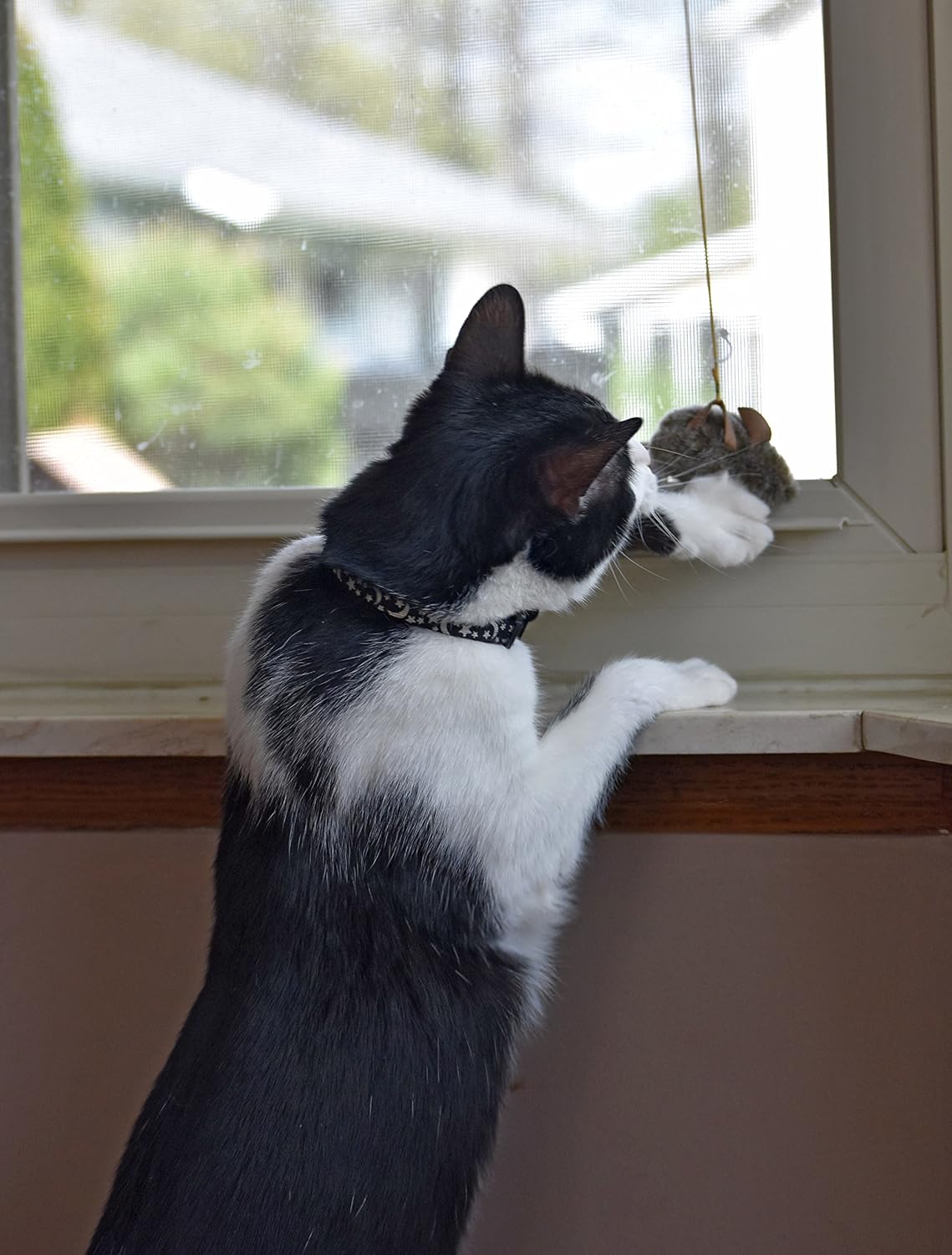 Pet Zone Our Pets Play-N-Squeak Batting Practice Cat Toy: Pet Supplies
