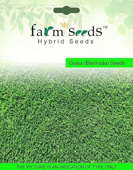 Farm Seeds Grass (Bermuda) 500 Grm Seed