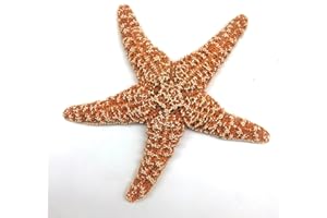PEPPERLONELY 1 PC Large Sugar Starfish, Brown Sugar Starfish, 6 Inch ~ 7 Inch