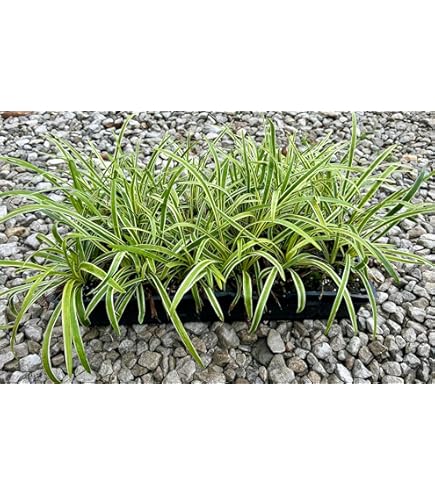 Amazon.com : Native Horsetail (Equisetum hyemale) 15 Stems : Shrub Plants :  Patio, Lawn & Garden
