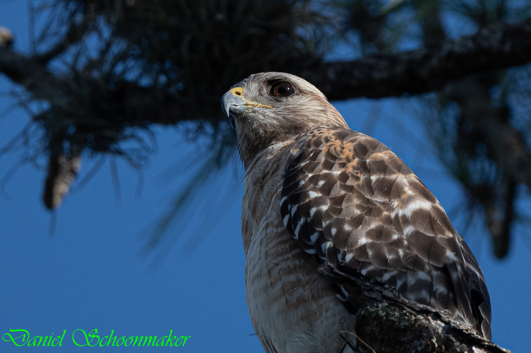 92/mo Finance Nikon AFS NIKKOR 500mm F/5.6E Pf ED VR SuperTelephoto Lens Black Buy Now