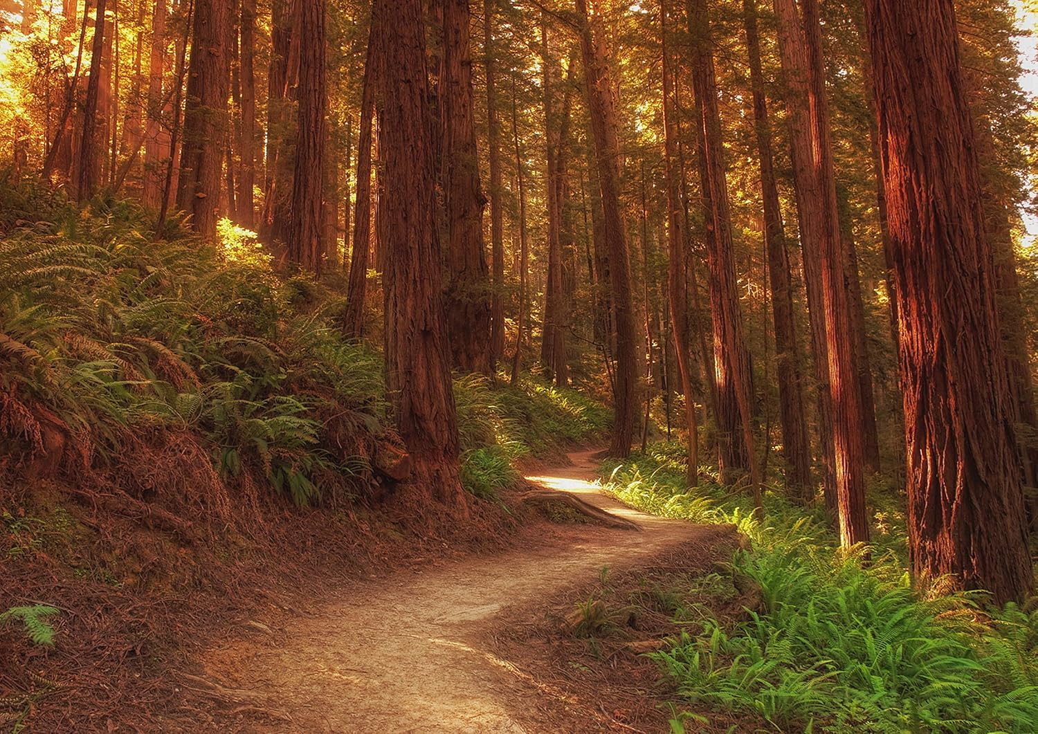 Destination Vinyl Posters A1 Forest Autumn Woodland Trees Poster Art