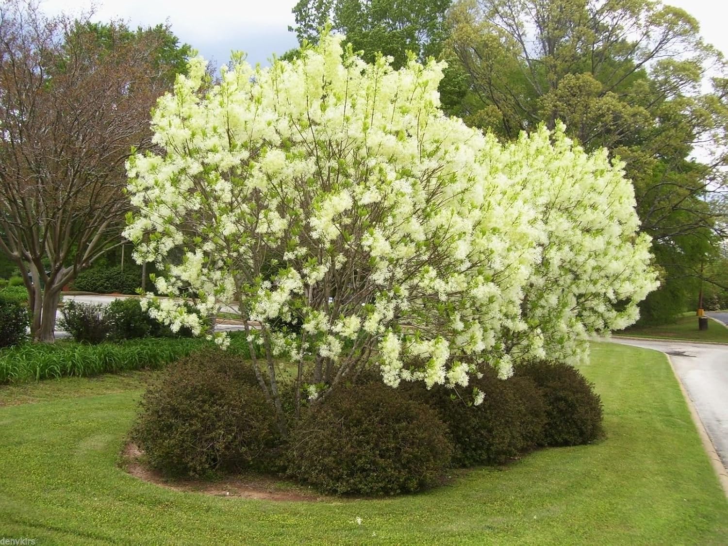 Carolina Allspice Calycanthus Floridus Shrub Seeds Beautiful Sweet Shrub Bush & Shrub Seeds Home