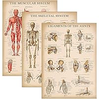 Palace Learning 3 Pack - Vintage Muscle + Skeleton + Ligaments of the Joints Anatomy Poster Set - Muscular and Skeletal Syste
