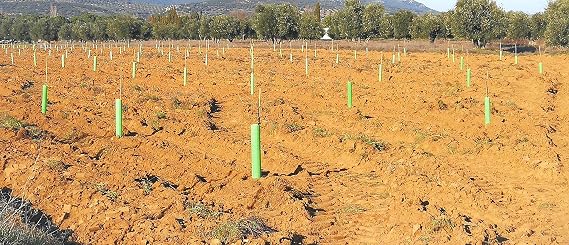 TODOCULTIVO Protector Árbol Perforado y Biselado de 60 cm. de ...