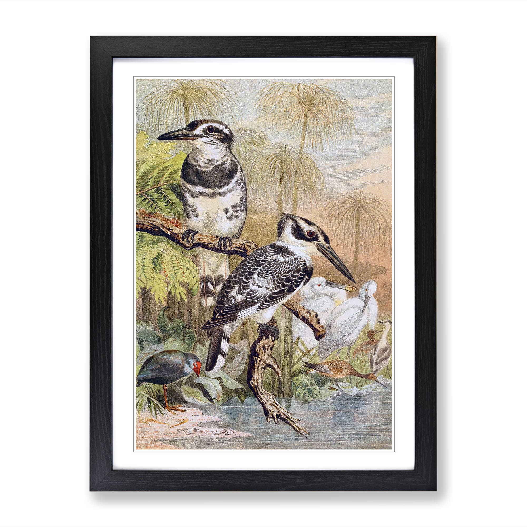 Vintage Brehms Tierlben Black & White Kingfisher Vintage Framed Wall Art Print, Ready to Hang Picture for Living Room Bedroom Home Office Décor, Black A4 (34 x 25 cm)