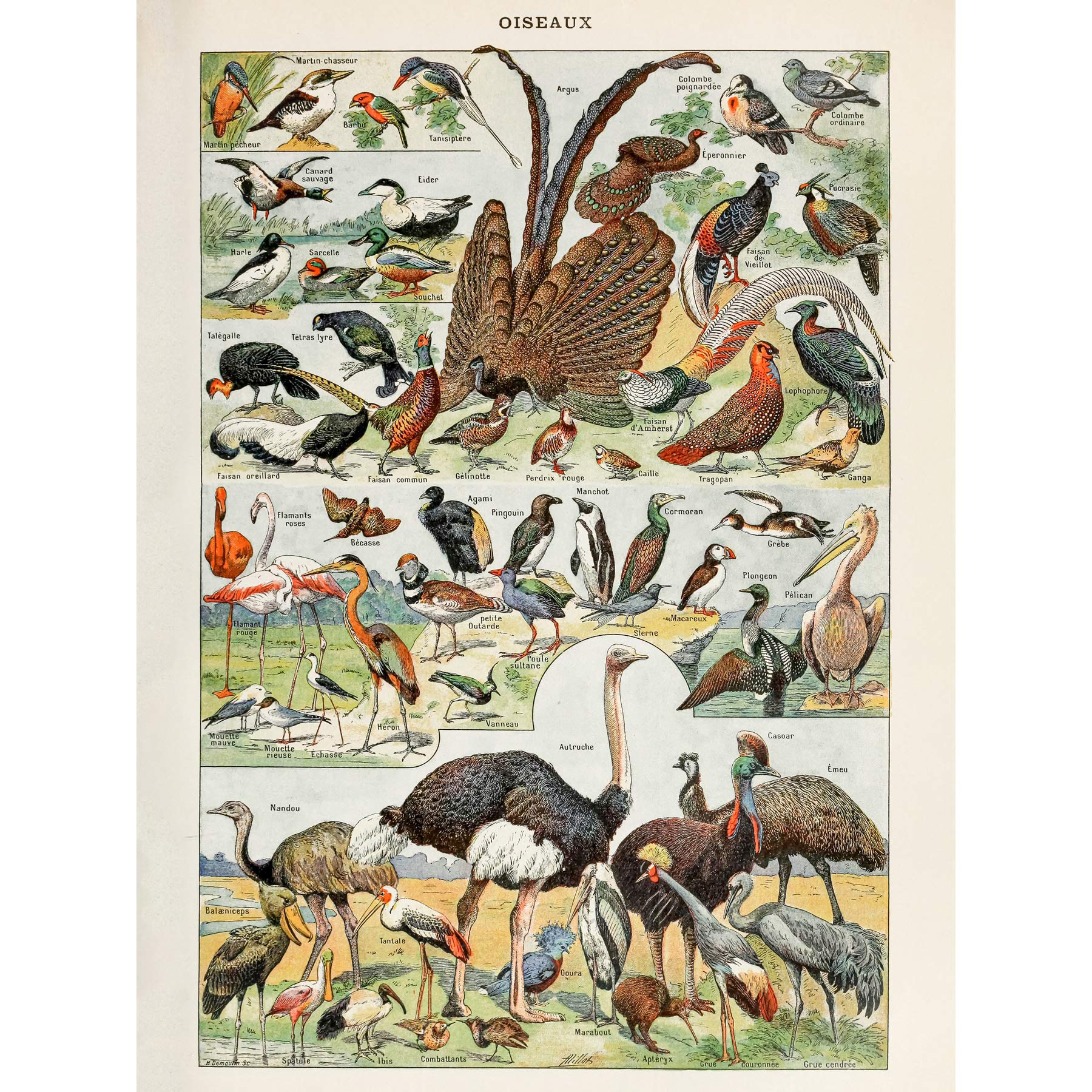 Artery8 Millot Encyclopedia Page Birds Ostrich Flamingo Large Wall Art Poster Print Thick Paper 18X24 Inch