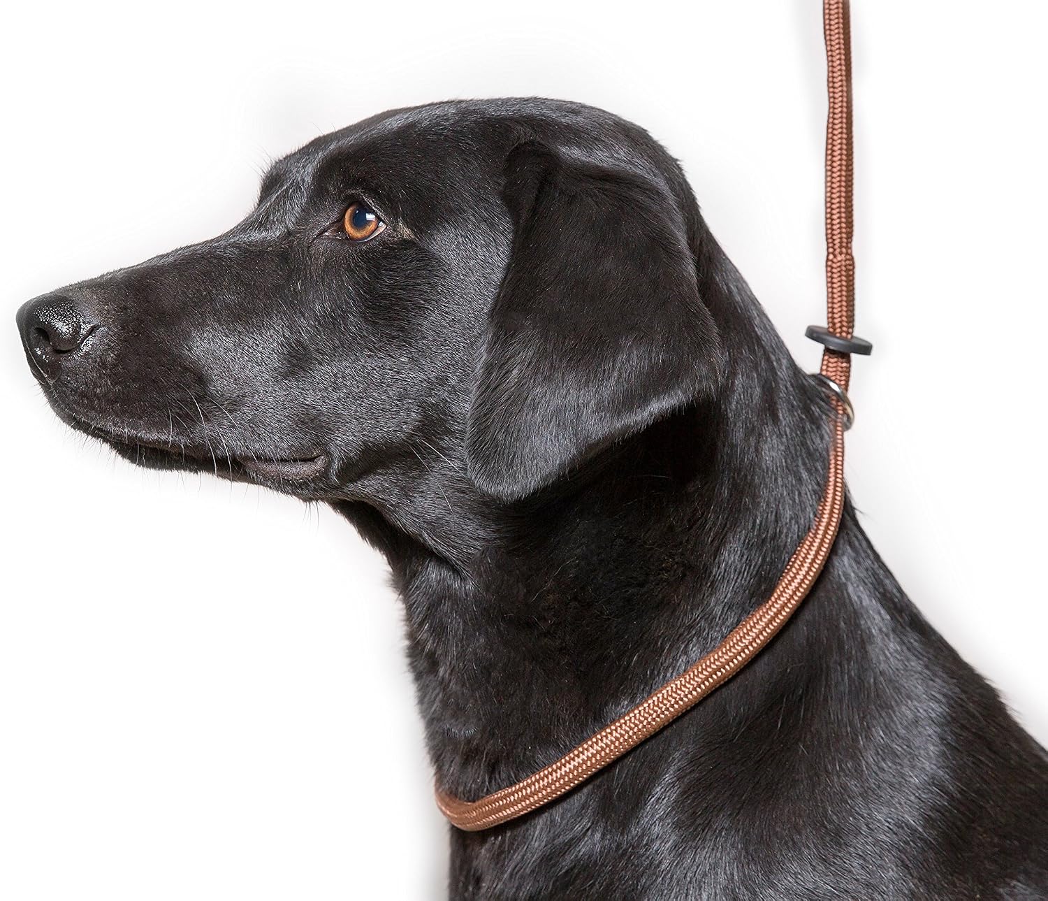 Dog & Field Deluxe Gundog Slip Lead, Brown. Super Soft Braided Nylon Slip Lead for Dogs With Rubber Stopper Easy To Slip On - Image 4