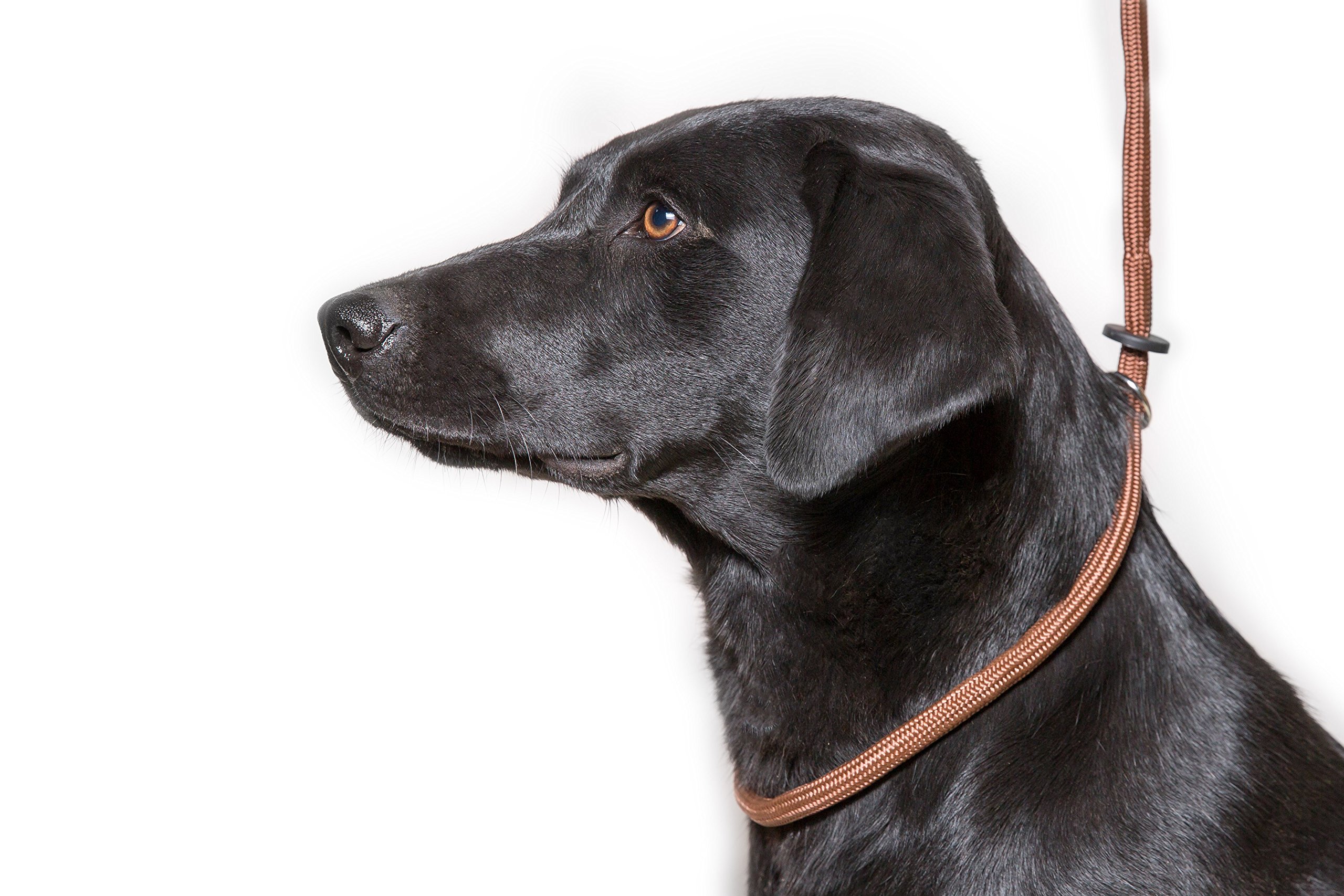 Dog & Field Deluxe Gundog Slip Lead - Brown. Super Soft Braided Nylon Slip Lead For Dogs With Rubber Stopper, Easy To Slip On, No Collar Or Harness Needed.