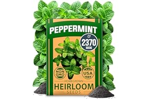 HOME GROWN Non GMO Peppermint Seeds Pack 2,370 Heirloom Mint Seeds for Planting. Grow Peppermint Plants in Your Herb Garden Indoors or Outdoors (Mentha x piperita)