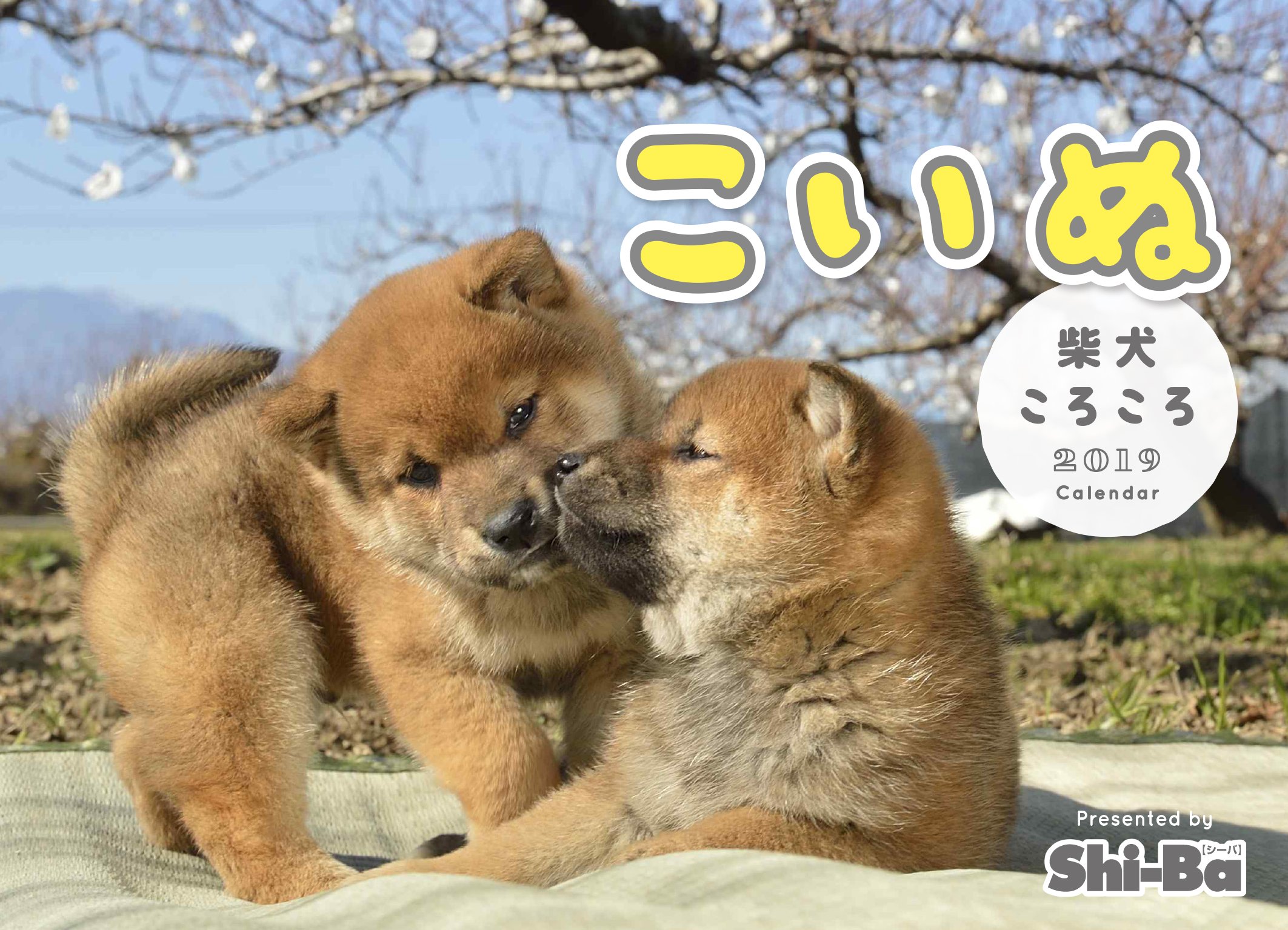 Amazon Co Jp 19カレンダー こいぬ 柴犬ころころ カレンダー Shi Ba編集部 文房具 オフィス用品