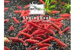 ShrimpRack™ 10 Red Cherry Neocaridinap Freshwater Aquarium Shrimps 1/4 to 1/2 inch Long.