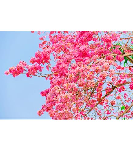 Semi Di Lapacho Giallo (Tabebuia) – Albero Guayacan – Fiori Spettacolari