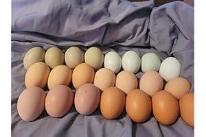 GENERIC 12 Fertile Multi-Color Chicken Hatching Eggs - Barnyard Mix