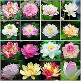35 Pcs Mixed Color Bowl Lotus Seeds - Aquatic Bonsai Lotus Flower Seeds for Indoor/Outdoor Garden & Pond, Easy to Grow & Low