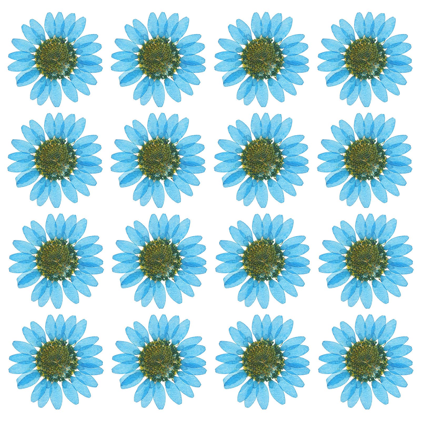 PATIKIL 48 Pcs Dried Pressed Flower Natural Dried Daisy Flower for DIY Art Crafts House Decoration Nails Decoration,Sapphire Blue