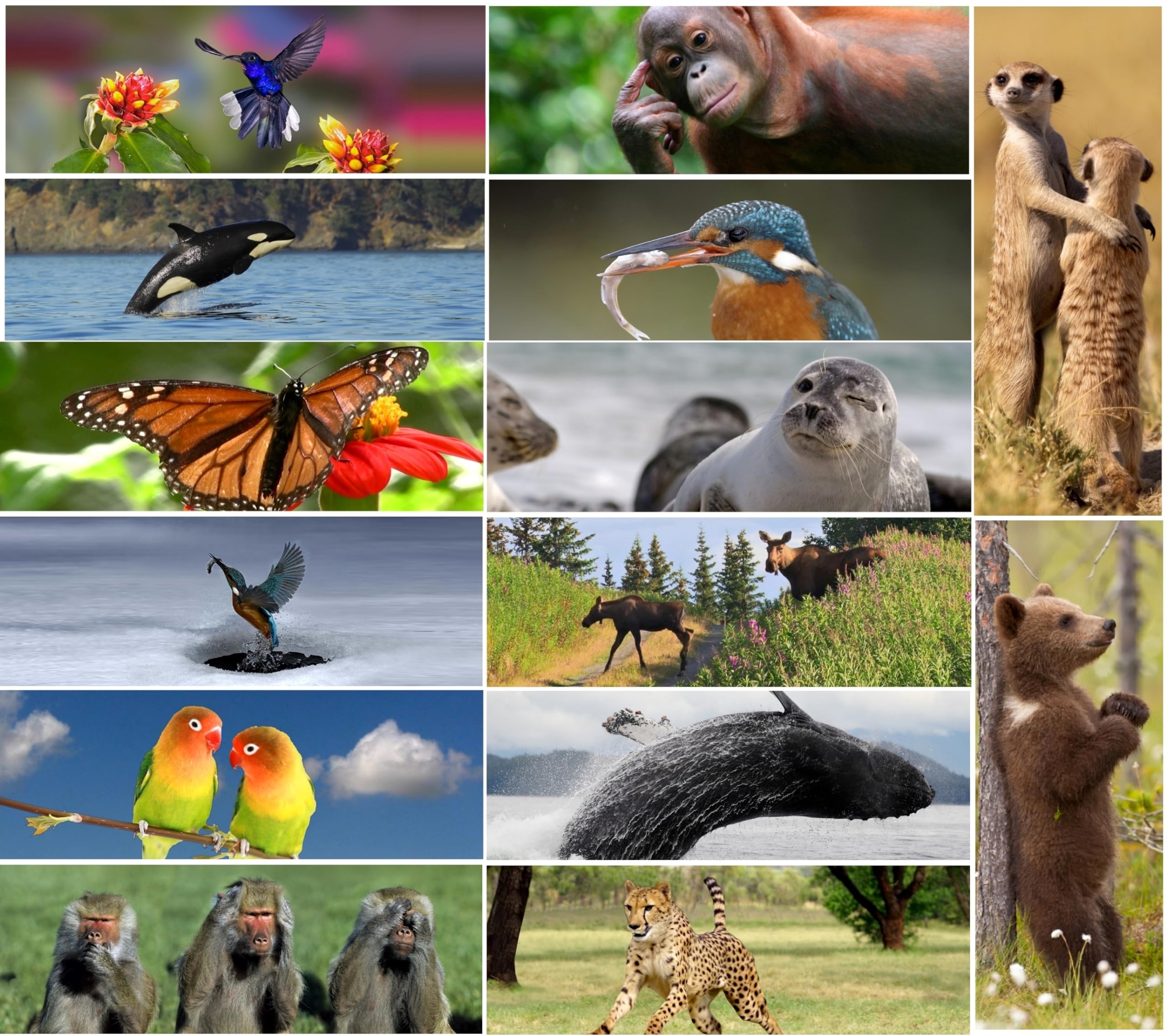 14 Animal Bookmarks with Moving Effect: Lenticular Bookmark Set with Flips - up to 8 Changing Pictures in one Bookmark